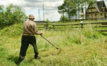 Экспорт сельскохозяйственной продукции Германии достиг рекордной отметки