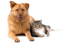 Фото: © michael pettigrew - fotolia