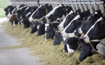 Молочные фермеры протестуют перед ведомством канцлера в Берлине