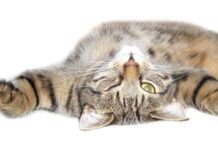 В Изерлоне полиция штурмовала квартиру из-за слишком громкой музыки, которую слушала кошка