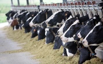 Спустя 30 лет отменяются квоты ЕС на молоко