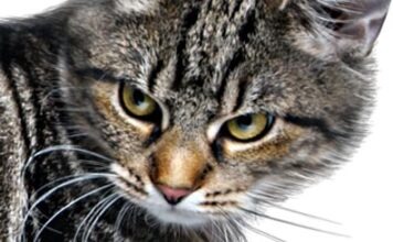 В Германии спасли случайно замурованного кота