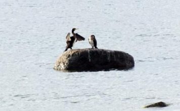 Потеря территории: южная оконечность Зильта уменьшается