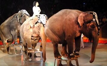 Бундесрат Германии одобрил запрет на содержание диких животных в цирке