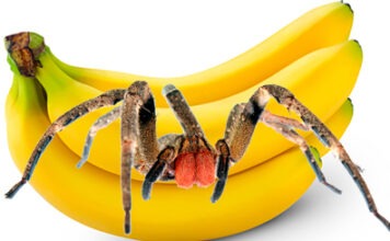 Из-за ядовитого паука эвакуирован супермаркет в Нижней Саксонии