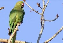 В Дюссельдорфе хищники будут распугивать попугаев