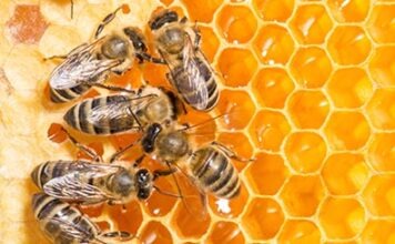 Ученые и политики предупреждают о драматическом вымирании насекомых в Германии