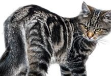 В Германии судья вызвала на допрос кошку