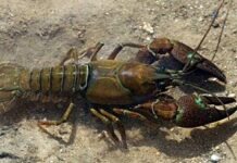 В Берлине выловили три тысячи американских раков-агрессоров