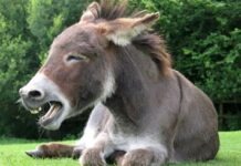 Осел погрыз дорогостоящий спорткар McLaren