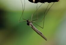 В Германии распространяется азиатский тигровый комар