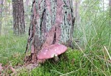 В Германии обнаружили смертельно опасный древесный гриб