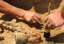 В Саксонии обнаружена жертва убийства 500-летней давности