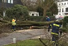 Ураган „Friederike“: пять погибших, по всей стране остановлен междугородний транспорт