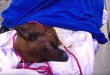 Из-за страха перед ветеринаром собака пробежала 400 километров