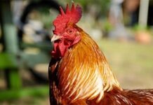 Мужчина получил 37 500 евро компенсации после нападения петуха