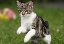 Девушка сделала татуировку из шерсти котенка