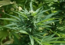 Во Франкфурте запах из окна привёл к плантации конопли