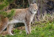 Возвращение через 200 лет: в Тюрингском лесу появилась рысь