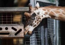 Жираф из берлинского зоопарка протестирует GPS