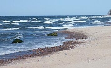 Тревожное состояние Балтийского моря: увеличивается количество токсичных сине-зеленых водорослей и „мёртвых зон“