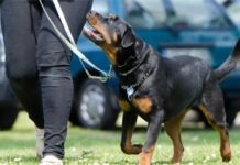 В Мюнхене ротвейлер покусал пять человек и был застрелен