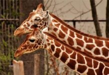 Немецкие политики помогут зоопарку