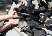 В центре Франкфурта планируется использование хищных птиц против голубей