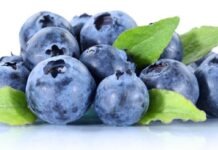 В Германии раньше созрела голубика