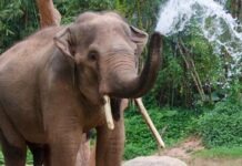 По Нойвиду разгуливал слон