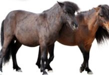 В Кронберге пришлось усыпить лошадь: она внезапно прыгнула через забор