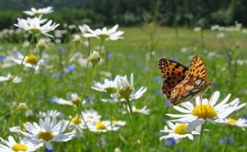 НАБУ просит для защиты природы посчитать в Гессене насекомых