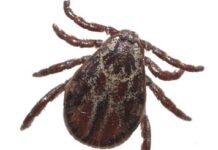 В Германии обнаружены тропические клещи