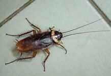 Начальную школу в Гессене закрыли из-за нашествия тараканов