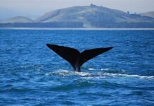 В Гиссене 15-тонный скелет кашалота ждёт проверки TÜV