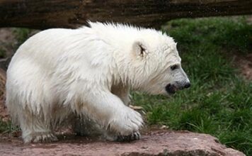 Немецкие зоопарки зарегистрировали увеличение количества посетителей до 35 миллионов человек