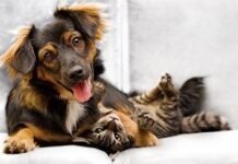 Немецкие приюты не будут отдавать животных в преддверии Рождества