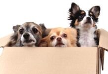 В Баварии полиция освободила из автомобиля 37 контрабандных щенков