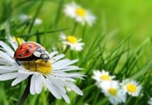 В Германии насчитывается всё меньше насекомых