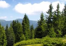 Рождественская ёлка для Франкфурта: высота 32 метра, имя – Петер