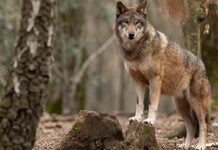 В Шлезвиг-Гольштейне из-за страха перед волком эвакуирован детский сад