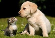 Собаки и кошки в Европе получат дополнительную защиту