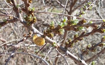 В Германии нынешняя зима является второй по теплоте с 1881 года