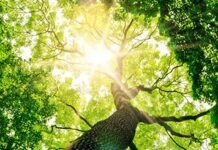 Производится ремонт ограждения вокруг 1200-летней липы