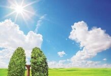 Зеленые «легкие» планеты