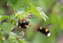 NABU приглашает к участию в подсчёте насекомых