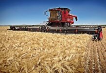 Гессенские фермеры терпят убытки из-за засухи