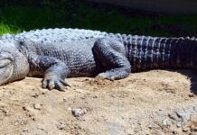 В гессенском ручье обнаружен крокодил