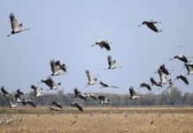 Над Гессеном пролетят 250 тысяч журавлей