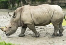 В Берлине умер самый старый в мире чёрный носорог